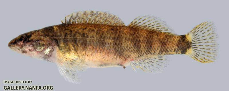 Etheostoma tippecanoe Tippecanoe Darter female 2000