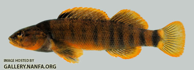 Etheostoma tippecanoe Tippecanoe Darter male 2000