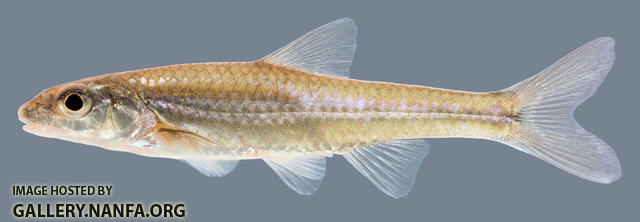 Notropis buccatus  Silverjaw Minnow 2000