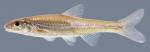 Notropis buccatus  Silverjaw Minnow 2000