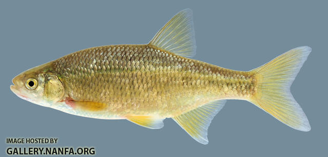 Notemigonus crysoleucas  Golden Shiner