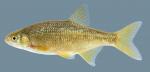 Notemigonus crysoleucas  Golden Shiner