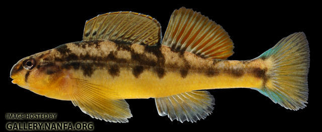 Etheostoma flavum