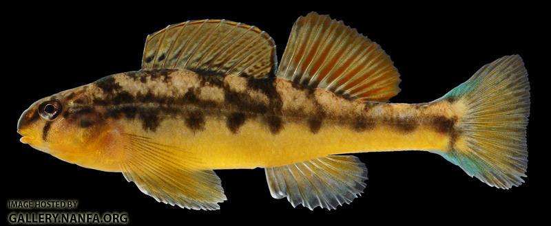 Etheostoma flavum