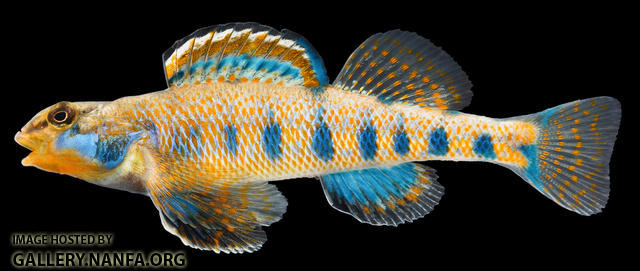 Etheostoma obama