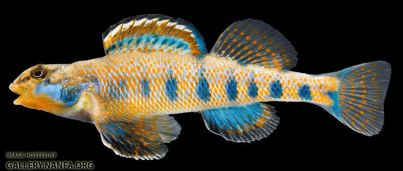 Etheostoma obama