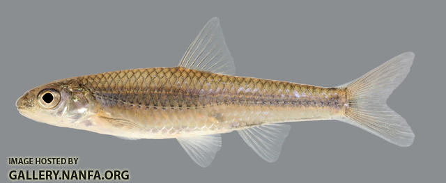 Notropis volucellus  Mimic Shiner