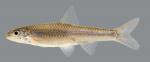 Notropis volucellus  Mimic Shiner