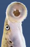 Lampetra aepyptera Least Brook Lamprey  mouth Tennessee trib Hardin county