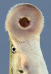 Lampetra aepyptera Least Brook Lamprey mouth Collins River trib Warren county Specimen #2
