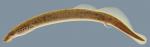 Lampetra aepyptera Least Brook Lamprey Tennessee trib Hardin county