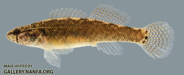 Etheostoma squamiceps  Spottail Darter 2000