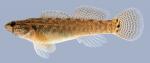 Etheostoma squamiceps Spottail Darter .1-2000