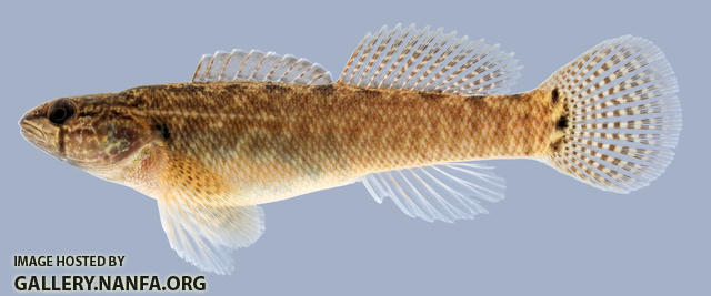 Etheostoma squamiceps Spottail Darter .1-2000