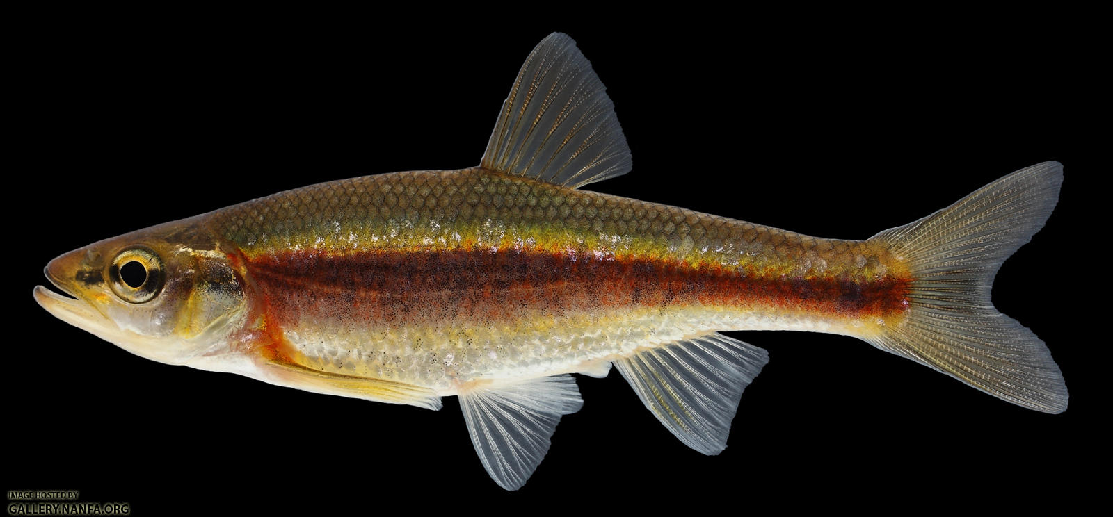 Clinostomus funduloides