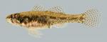 Etheostoma microperca Least Darter female 2000