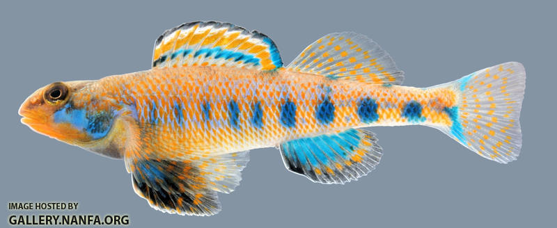 Etheostoma Obama, Spangled Darter