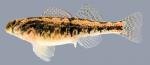 Etheostoma tennesseense  Tennessee Darter female 2000