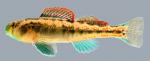 Etheostoma tennesseense Tennessee Darter male 2000