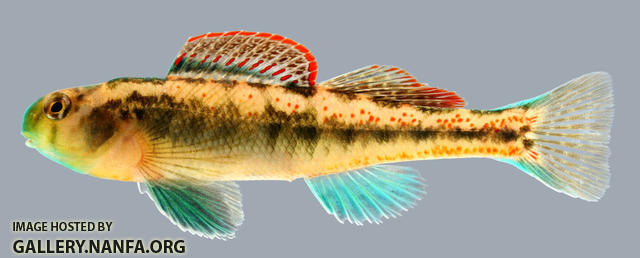 Etheostoma tennesseense Tennessee Darter male 2000