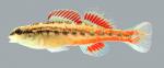 Etheostoma cervus Chickasaw Darter  male 2000