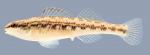 Etheostoma cervus Chickasaw Darter Female 2000