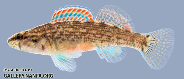 Etheostoma swaini  Gulf Darter 2000