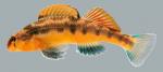 Etheostoma flavum   Saffron Darter Male 2000