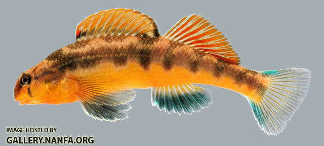 Etheostoma flavum   Saffron Darter Male 2000