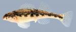 Etheostoma flavum  Saffron Darter female 2000