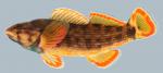 Etheostoma rufilineatum  Redline Darter Male 2000