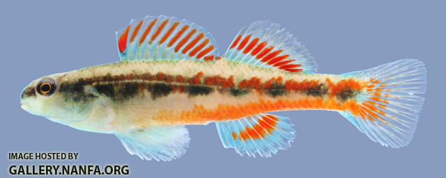 Etheostoma pyrrhogaster Firebelly Darter male .1