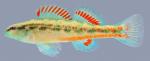 Etheostoma pyrrhogaster Firebelly Darter male.2