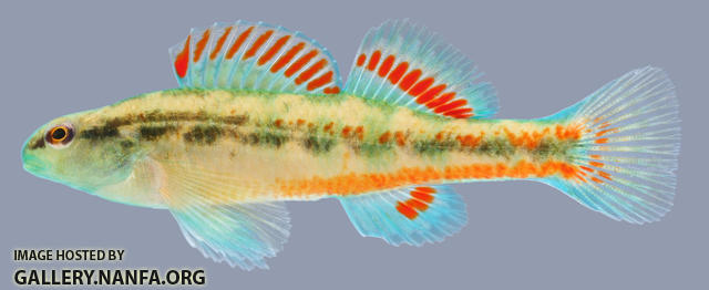 Etheostoma pyrrhogaster Firebelly Darter male.2