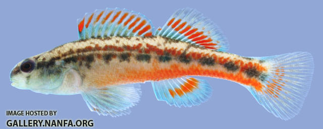 Etheostoma pyrrhogaster Firebelly Darter male