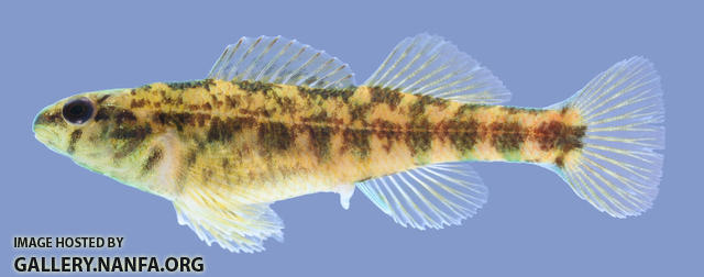 Etheostoma lynceum Brighteye Darter Female 2000