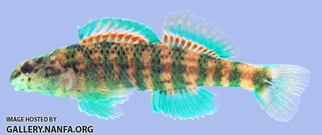 Etheostoma lynceum Brighteye Darter Male