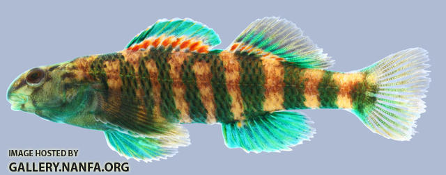 Etheostoma lynceum Brighteye Darter Male 2-2000