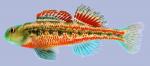 Etheostoma barrenense Splendid Darter Male 2000