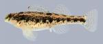 Etheostoma barrenense Splendid Darter Female 2000