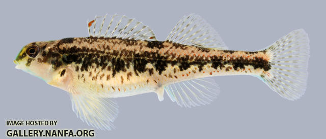 Etheostoma barrenense Splendid Darter Female 2000