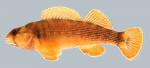 Etheostoma bellum  Orangefin Darter Male 2000