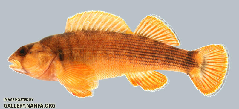 Etheostoma bellum  Orangefin Darter Male 2000