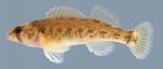 Etheostoma bellum Orangefin Darter Female 2000