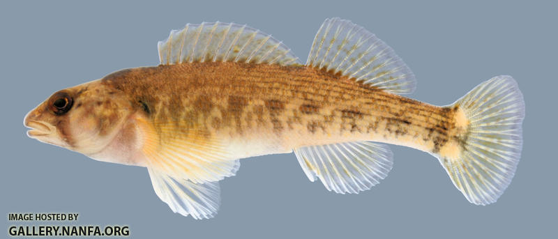 Etheostoma bellum Orangefin Darter Female 2000