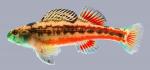 Etheostoma etnieri   Cherry Darter  Male 2000