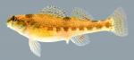 Etheostoma etnieri   Cherry Darter Female 2000