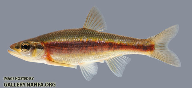 Clinostomus funduloides  Rosyside Dace 2000