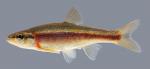 Clinostomus funduloides  Rosyside Dace 2000