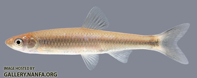 Cyprinella galactura  Whitetail Shiner 2000